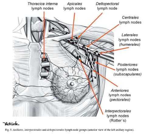 Anatomy Of The Thoracic Wall Axilla And Breast