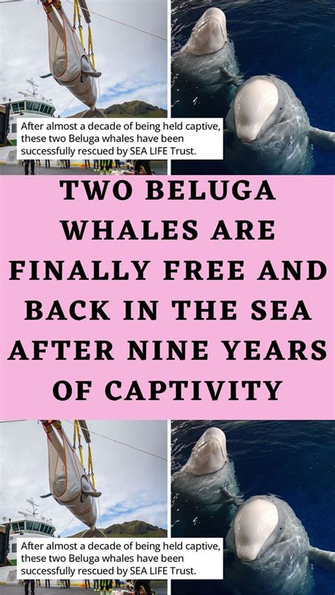 Two Beluga Whales Are Finally Free And Back In The Sea After Nine Years