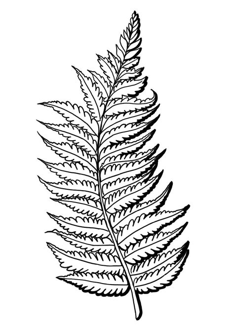 Fern Coloring Page Sketch Coloring Page