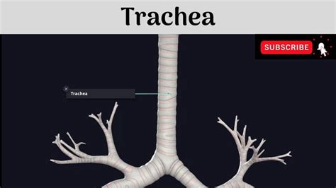 Trachea Extent Dimensions Structure Relations Clinical