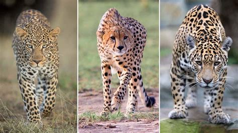 If a jaguar, a cheetah, and a leopard would race each other, who would