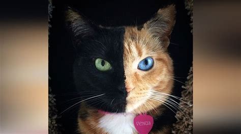 16 Shockingly Beautiful Cat Eyes Youll Think Are