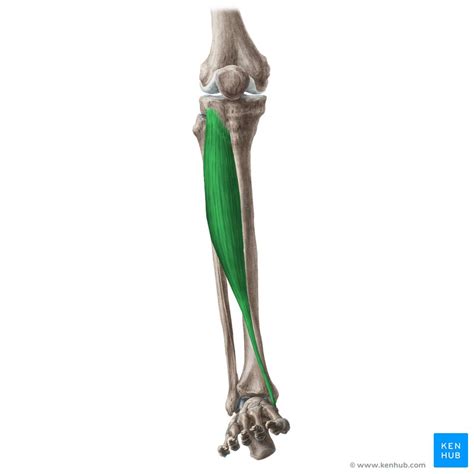 前脛骨筋の構造・作用・起始停止・支配神経と筋トレにおける具体的な働き マズレンコ製作所公式ブログ｜筋トレ専門サイトglint