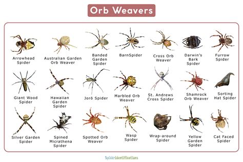 Orb Weaver Spider Or Araneidae Facts Identification And Pictures