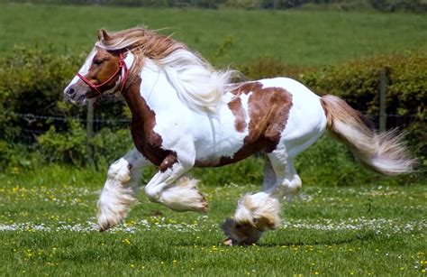 10 Most Beautiful Horses In The World ~ Explore Amazing World