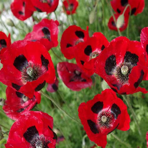 Lady Bird Poppy Seeds Red Poppies Flower Seed
