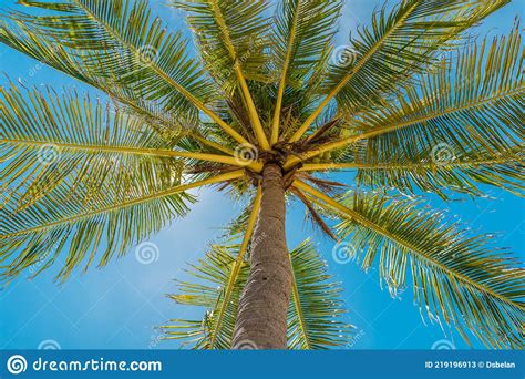 Coconuts Palm Tree Perspective View From Floor High Up Summer Vacation