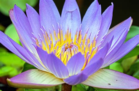 Free Photo Water Lily Flower Flowers Purple Free Image On Pixabay
