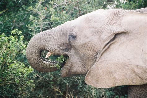 Elephants are known as the ��true master of the jungle' they are herbivores and live commonly on vegetation. African Elephant
