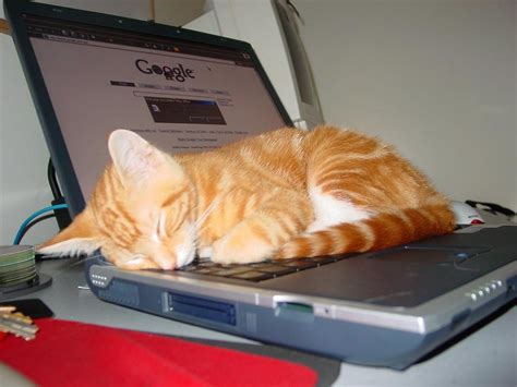 Sleepin In Your Computer Funny Cat Pictures