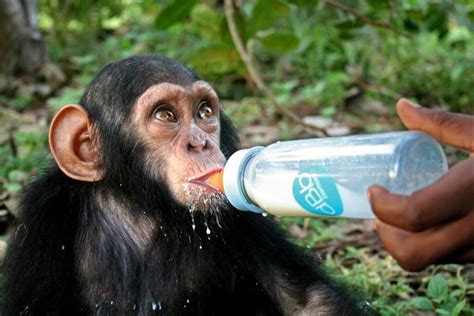 What Do Chimpanzees Eat Jane Goodall