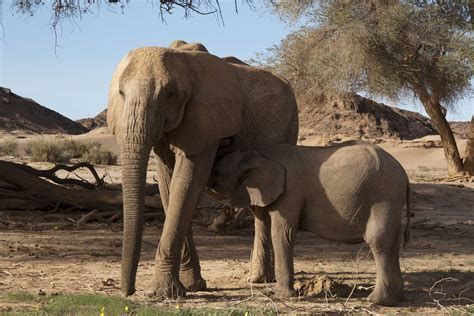 Controversy Grows As First Desert Elephant Shot In Namibia Annamiticus