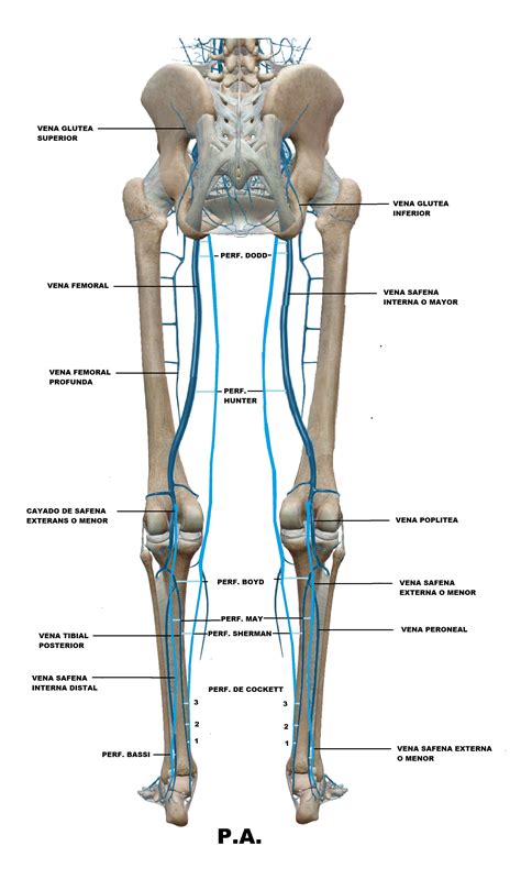 Venas De Miembros Inferiores Pa Anatomía Anatomía Médica