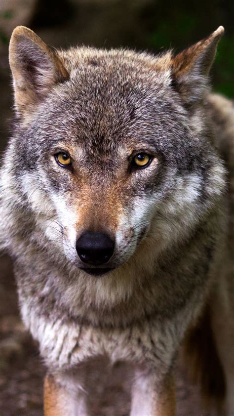 Find and download wolf wallpaper on hipwallpaper. Wolf Backgrounds (81+ images)