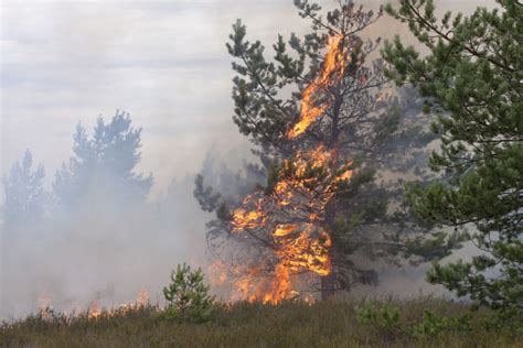 Fifteen New Forest Fires Spotted In Northeast Fire Region On Tuesday