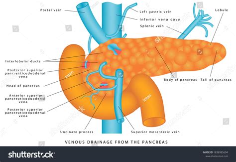 Veins Pancreas Venous Drainage Pancreas Pancreatic Stock Illustration
