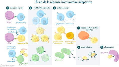 Immunité Innée Et Adaptative Ppt