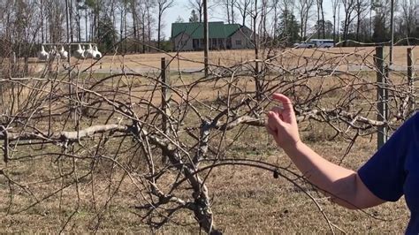 Pruning Grape Vines Youtube