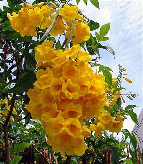 Full sun • water requirements: Tecoma Stans, Yellow Elder, Yellow Trumpet Bush Or Small ...