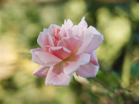 The Top 10 Climbing Roses You Should Plant
