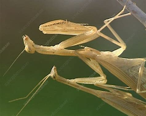 Egyptian Mantises Mating Stock Video Clip K0019519 Science Photo