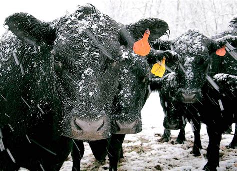Angus Cows In Snow Storm Animal And Insect Photos Walnut Hill