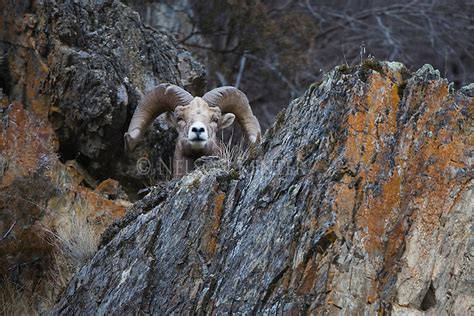 Montana Bighorn Sheep Rams On Rocky Cliff