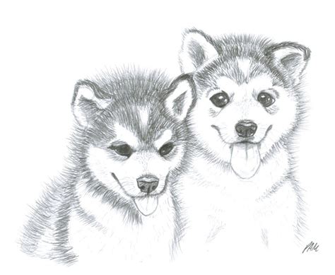 Cute Realistic Siberian Husky Drawing L2sanpiero