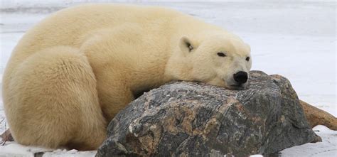Polar Bear Facts 30 Facts On Physical Appearance And