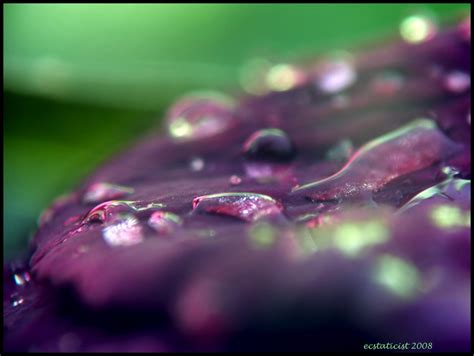 Wallpaper Rain Purple Dew Reverse 50mm Leaf Flower Plant Drop