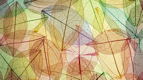 Colorful Minimalism Leaves Fall Transparency Simple Background