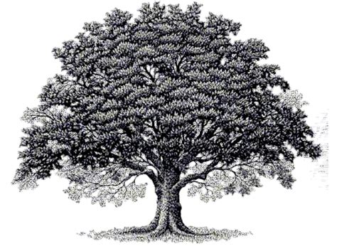13 Best Clipart Images On Pinterest Oak Tree Drawings Drawing