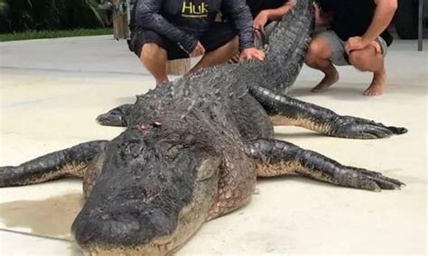 hunters catch and kill one of the biggest alligators ever caught metro news