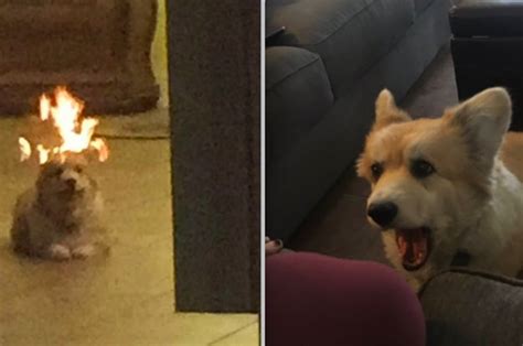 People Think This Dog That Looks Like Its On Fire Is A Meme Irl
