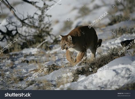 Mountain Lion Stalking Prey Stock Photo 31858613 Shutterstock