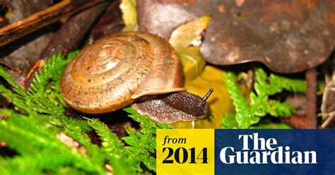 New Species Of Snail Named In Celebration Of Same Sex Marriage