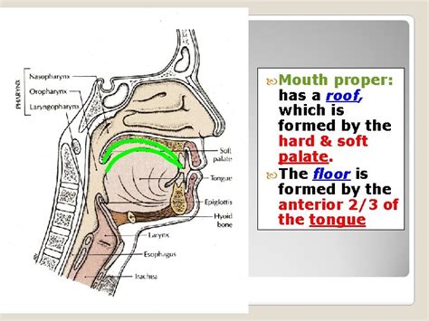 Clinical Anatomy Of Oral Cavity By Dr Sanaa