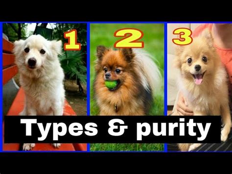 How Many Types Of Pomeranian Dogs Are There