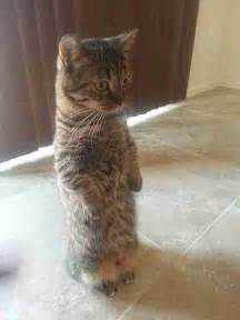 15 Cats Who Prefer To Stand Thank You Very Much The Dodo