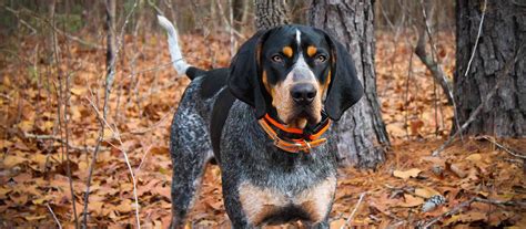 Find puppies for sale in dogs & puppies for rehoming | 🐶 find dogs and puppies locally for sale or adoption in calgary : Bluetick Coonhound Puppies For Sale | Greenfield Puppies