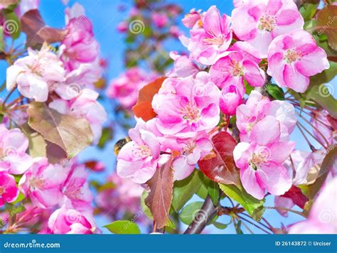 Flowering Fruit Trees Stock Photo Image Of Blossom Apple 26143872