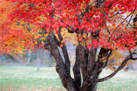 Autumn Tree Hd Wallpaper Background Image 3000x2000