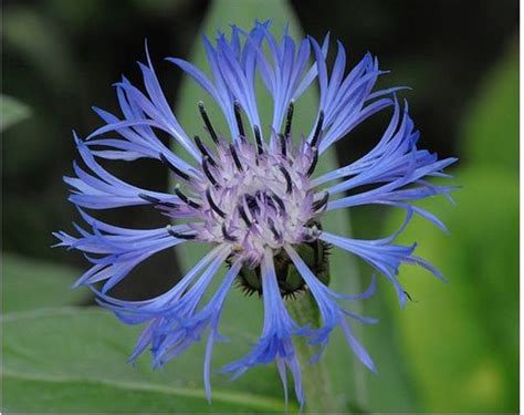 Check spelling or type a new query. blue perennial cornflower.jpg