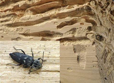 Insectes Xylophages Dans Les Maisons Ventana Blog