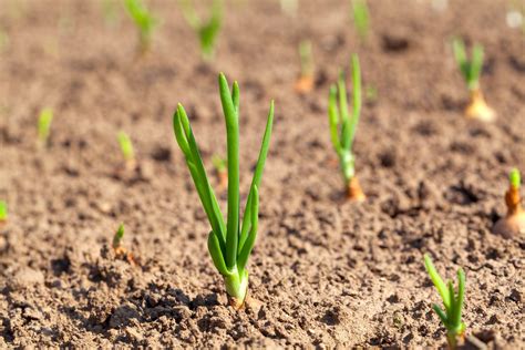 Soil Vs Dirt — Whats The Difference Gardening Abundance