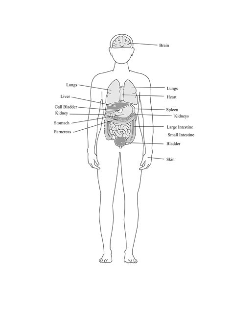 Anatomy Outline Of Human Body Sample Human Body Outline Template For