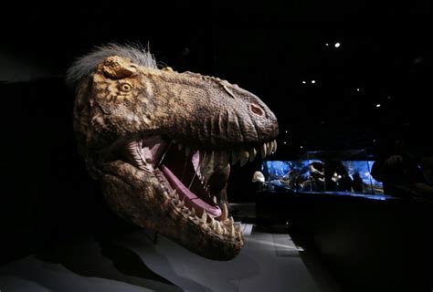 In Photos New Tyrannosaurus Exhibit At American Museum Of Natural History Slideshow