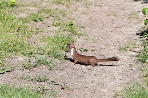 11 Of The Smallest Mammals In The World