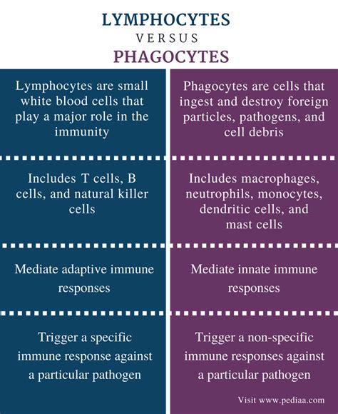 Difference Between Lymphocytes And Phagocytes Definition