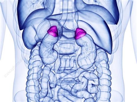 Adrenal Gland Illustration Stock Image F0295448 Science Photo